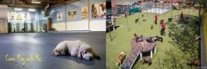 K9U outdoor / indoor Play - dog daycare services