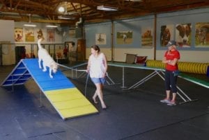 Dog Individual Activities - Agility Course
