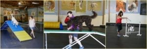 Dog Agility Training - PicMonkey Collage