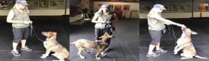 Dog Training Private Lessons 2