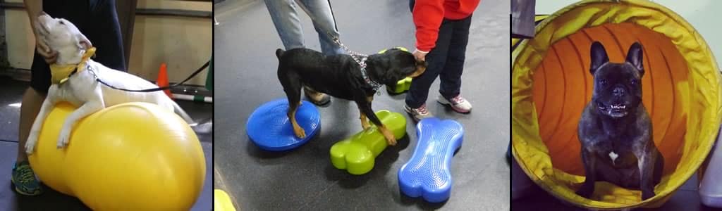 dog agility training at k9U Chicago