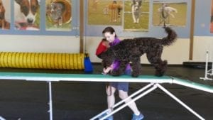 Dog Individual Activities - Agility Course 2
