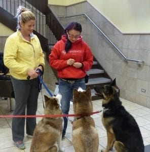 training-dogs