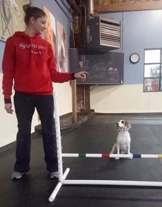 Puppy training classes in Chicago