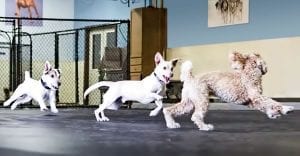 Daycare Chicago - dogs indoor play
