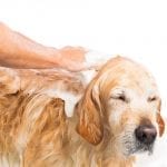 Dog Grooming - Deep Conditioning