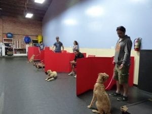 Dog boarding and obedience training