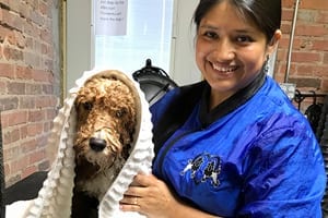 dog grooming Chicago