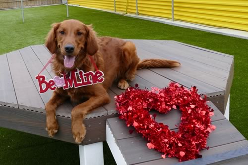 Why dog agility training is the best way to say “I love you” this Valentine’s Day!
