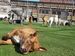 Dog Day Care Wickerpark