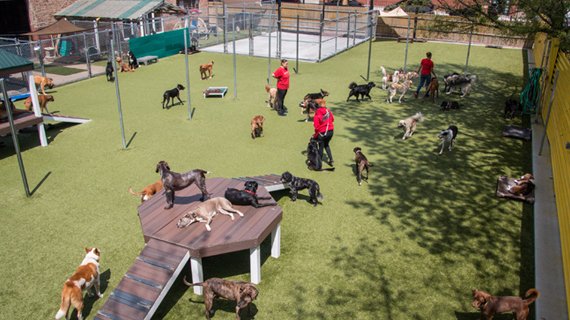 K9 University Chicago - Dog daycare and boarding in Chicago, IL