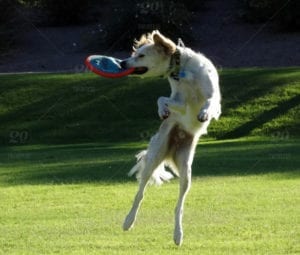 Dog Frisbee - Dog Gift Ideas - benefits of exercise for dogs