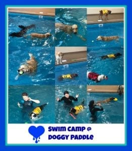 Indoor Dog Swimming Camp