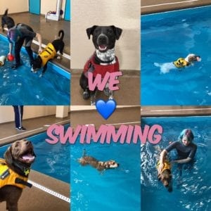 Chicago Daycare and swimming - benefits of exercise for dogs