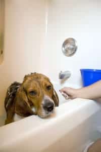 Dog Cat Care - Bathing