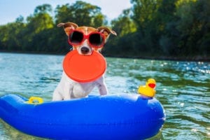 K9U Help your Dog Beat the Summer Heat