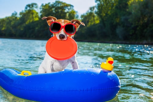K9U Help your Dog Beat the Summer Heat