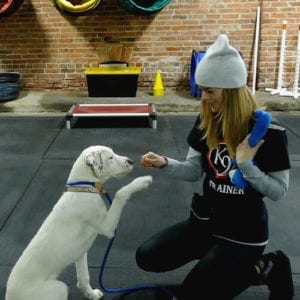 K9U Training - Puppy training