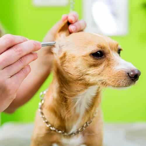 Dog Grooming Chicago - ear cleaning