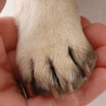 Dog Grooming Chicago - nail buff with dremel