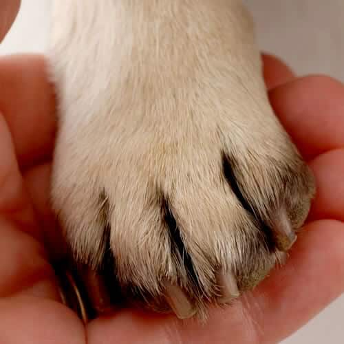 Dog Grooming Chicago - nail buff with dremel