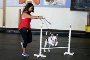 Dog private training chicago