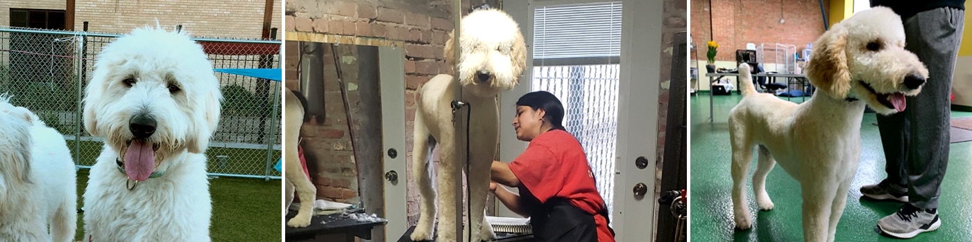 Dog Grooming Services in Wicker Park, Chicago