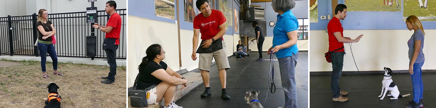 Private Dog Training in Chicago