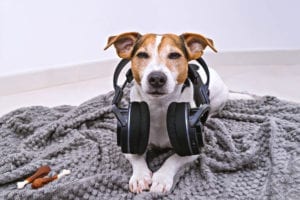 desensitizing your dog to city noises