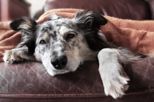 Controlling Kennel Cough in Puppies and adult dogs