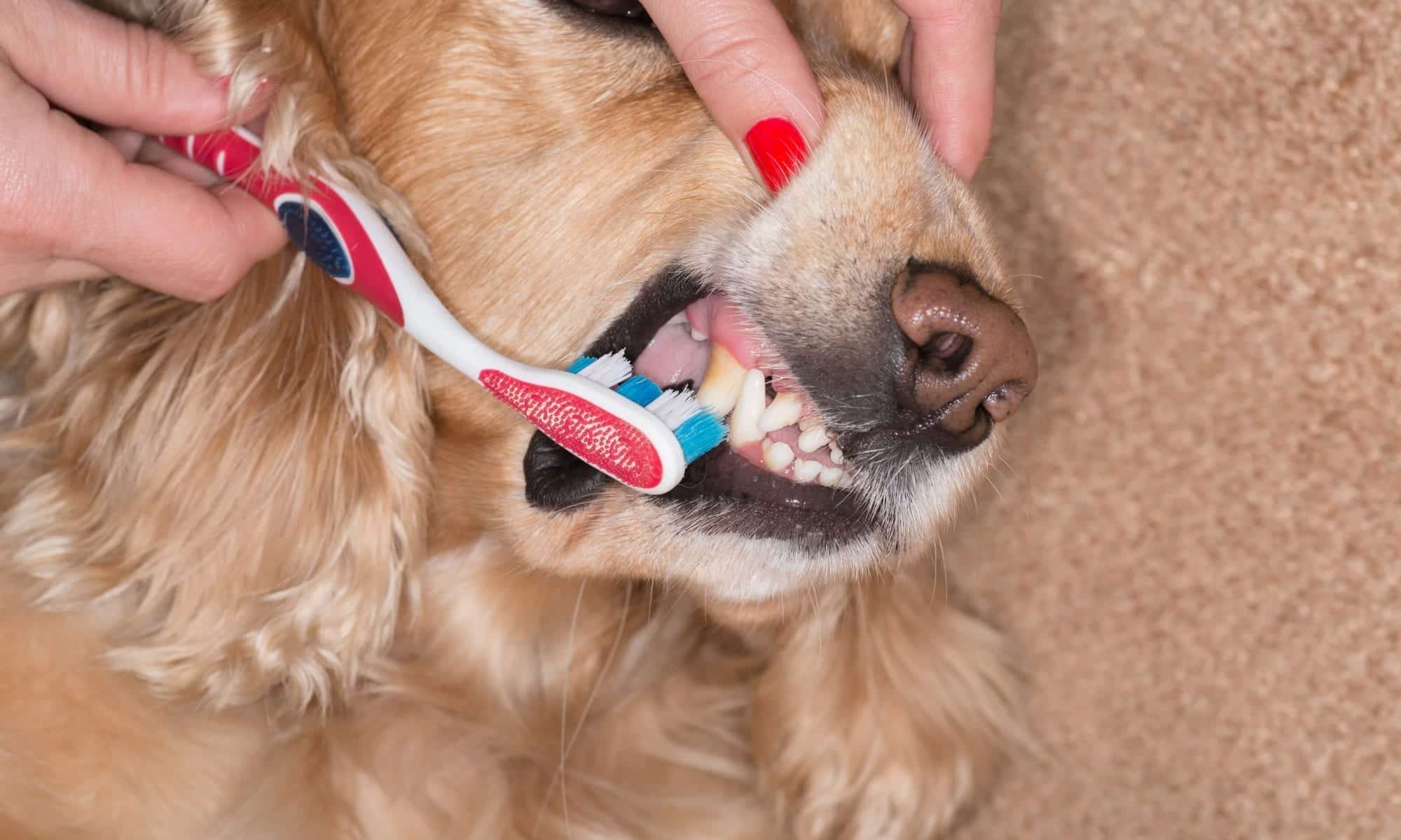 Dog Grooming Chicago - Teeth Brushing for Dogs