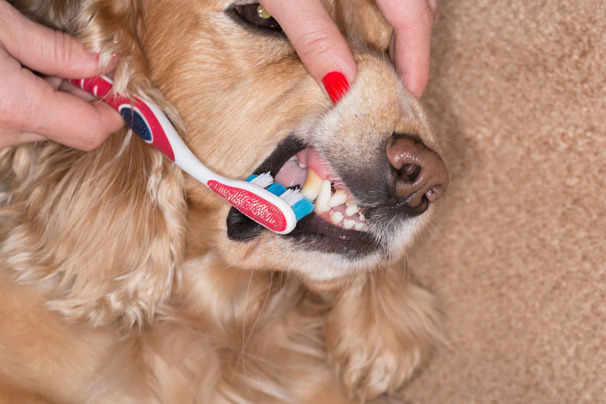Dog Grooming Chicago - Teeth Brushing for Dogs