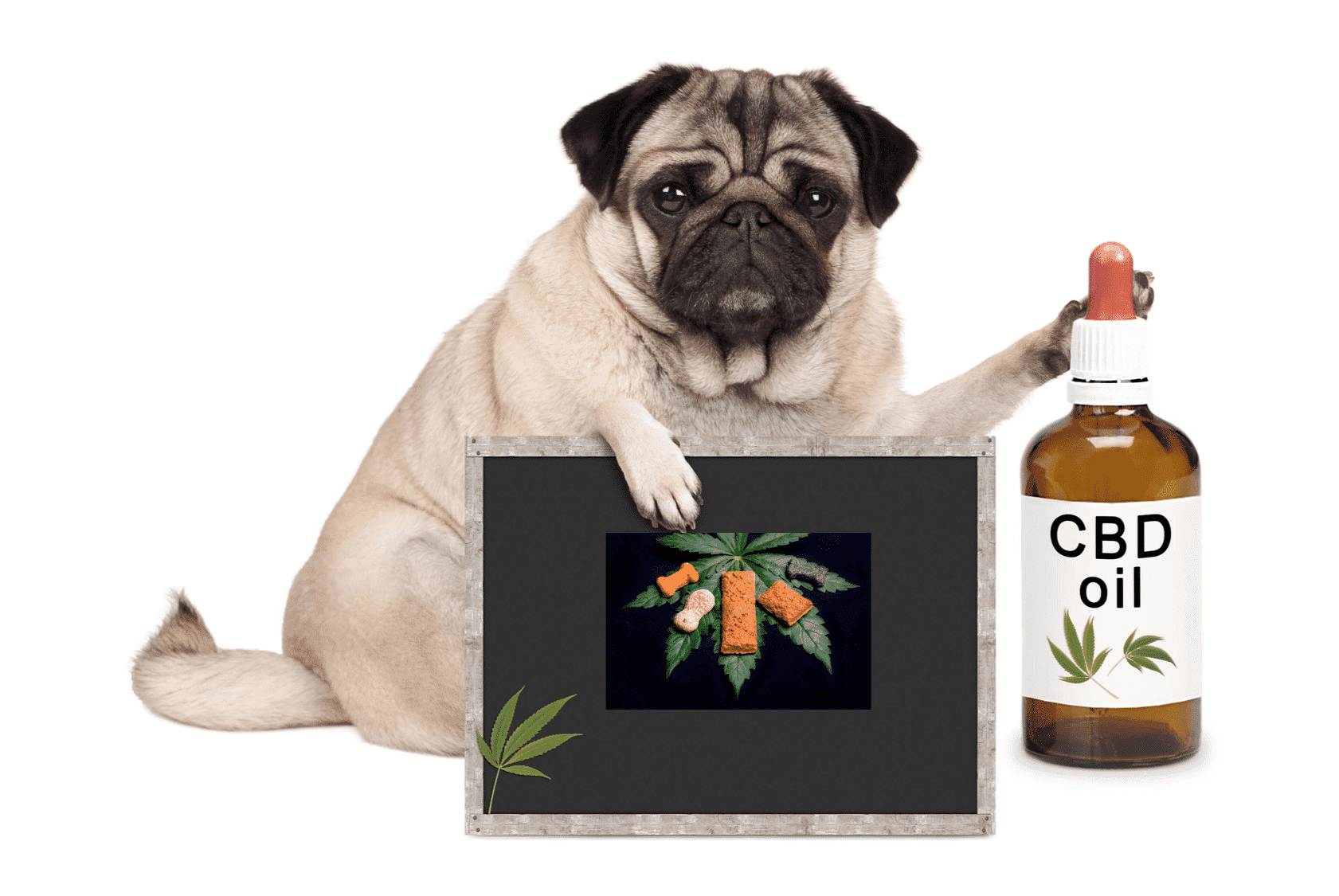 CBD for Dogs - CBD Oil for dogs