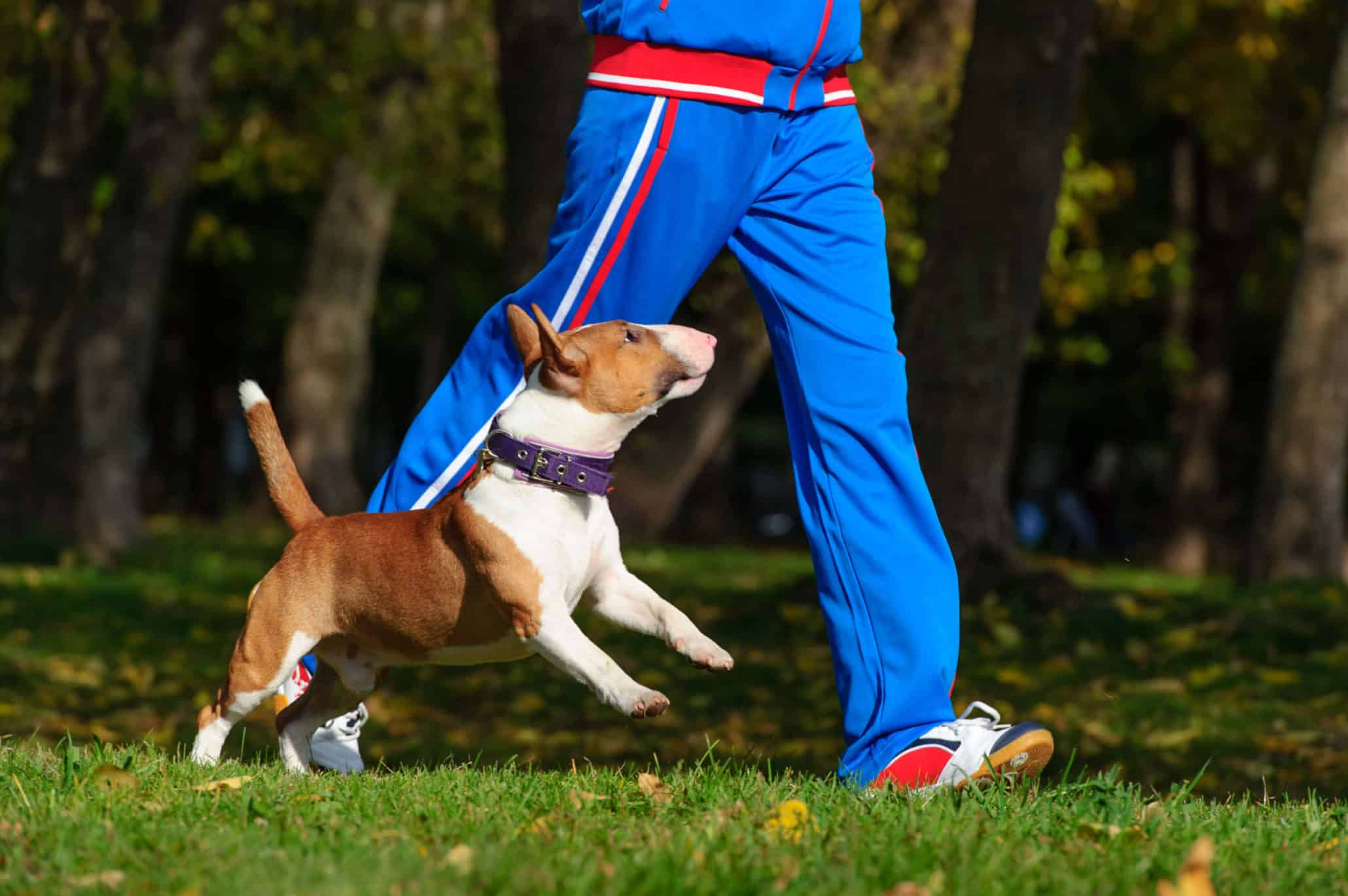 Different Dogs, Different Exercise Needs