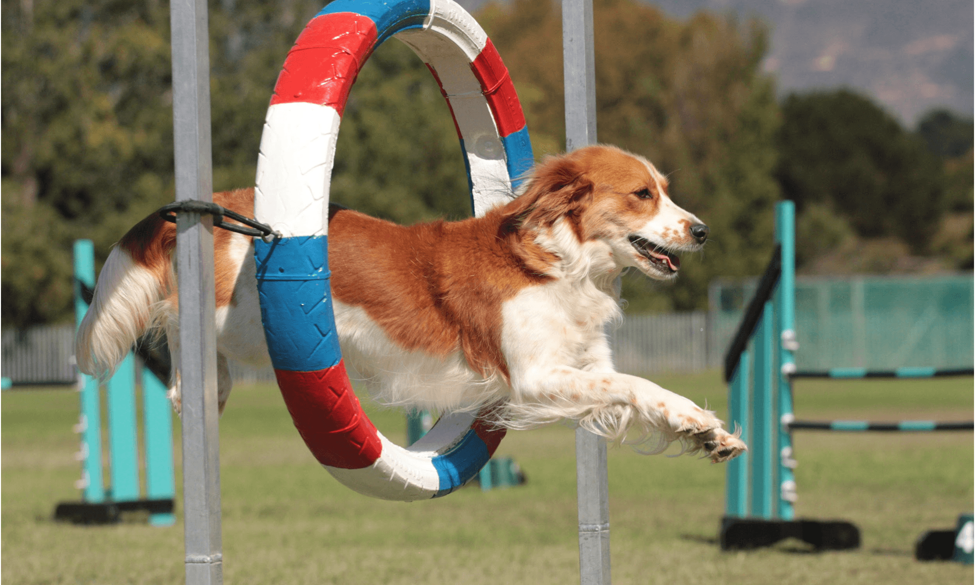 Puppy Agility Training - train and communicate with your dog
