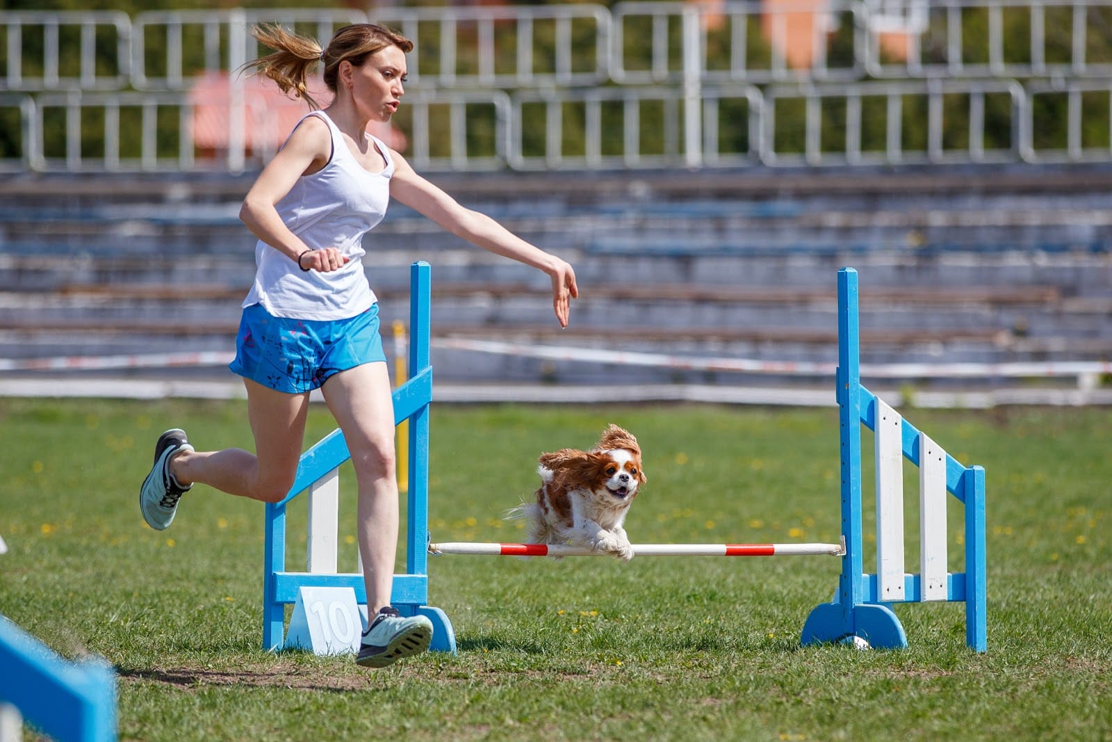 Competition Agility Training - learn to compete with your dog