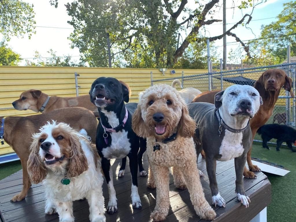 Happy pups enjoying the benefits of dog daycare
