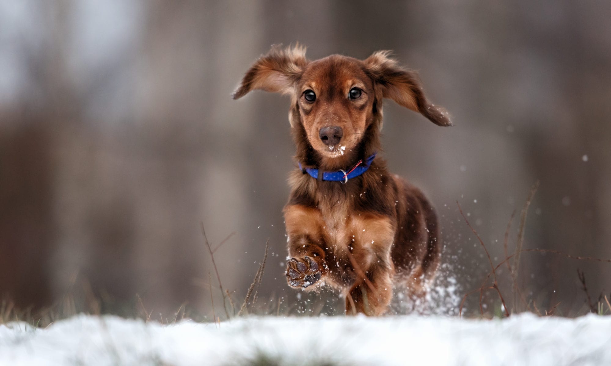 Fun Indoor Activities for Dogs During Winter: Keeping Your Furry Friend Active and Happy!