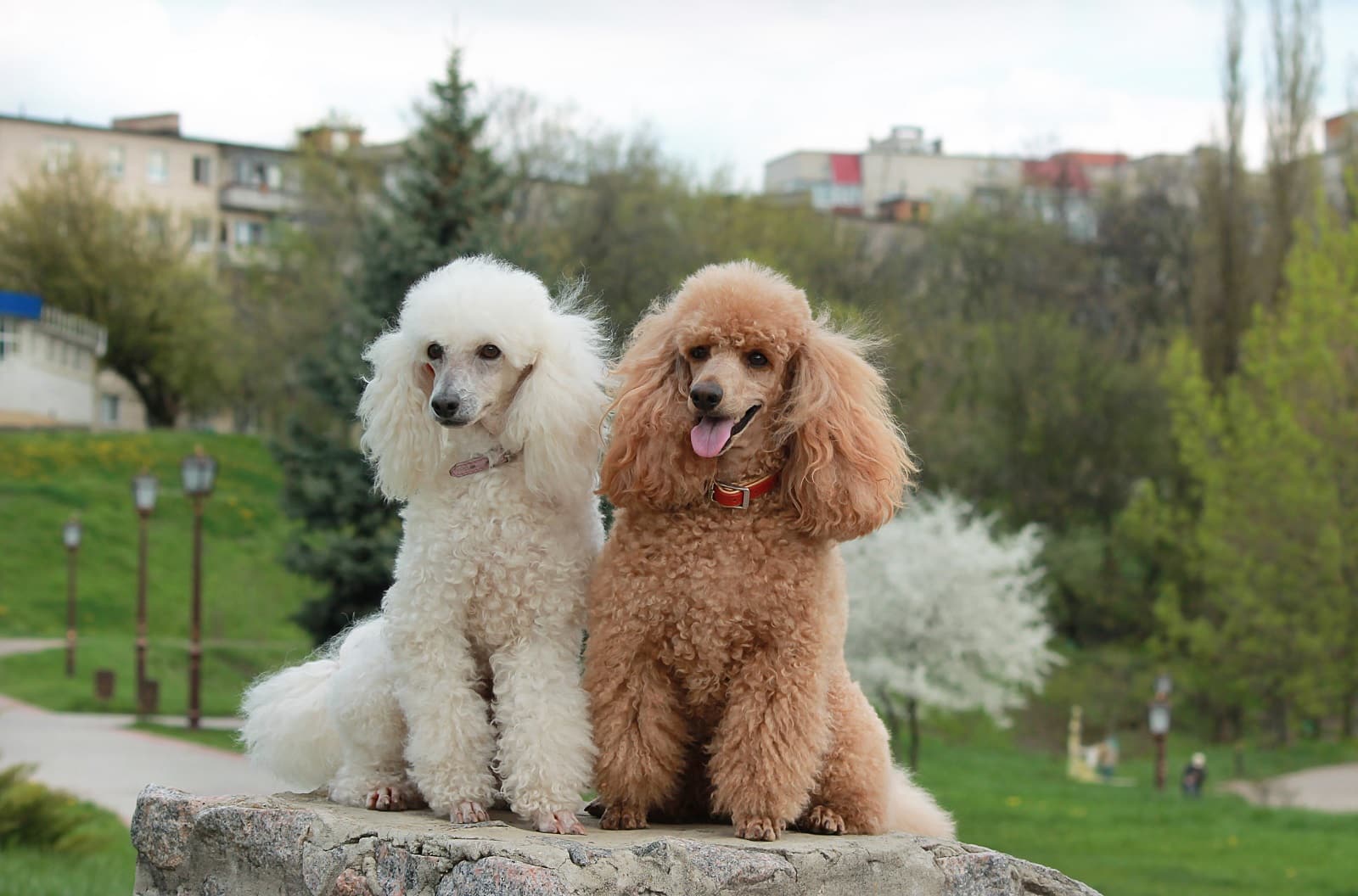 Poodles are Good Dogs – standard Poodle