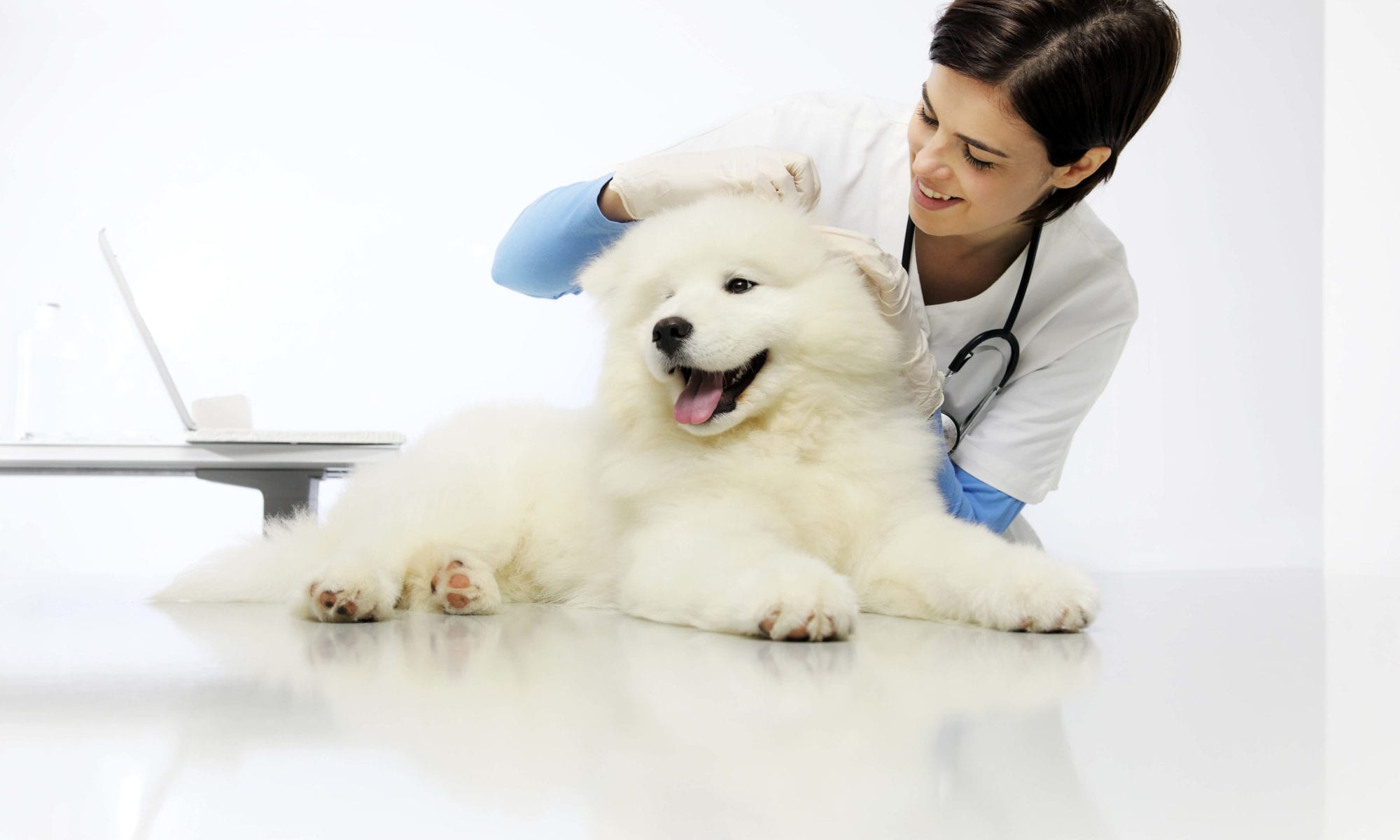 reduce my dog’s stress at the Vet and Groomers
