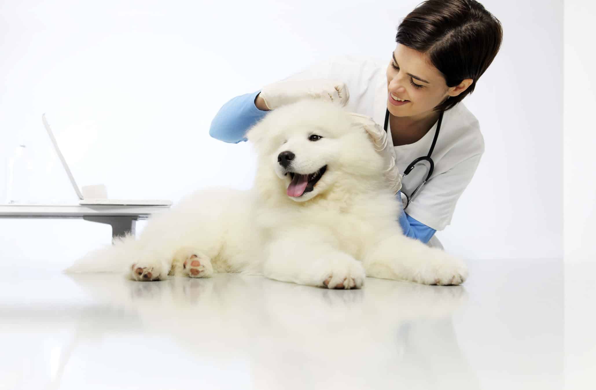 How to Reduce Your Dog’s Stress at the Vet and Groomers | K9U