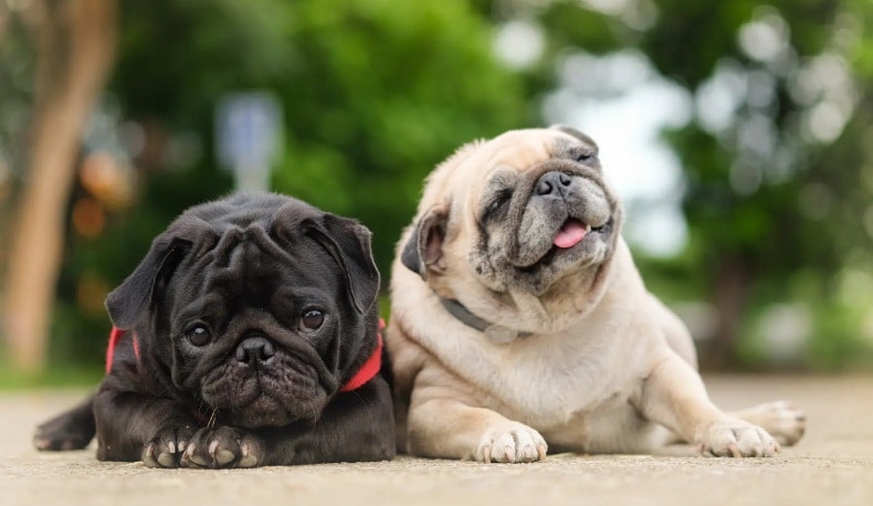 Why Pugs Make Such Great Pets