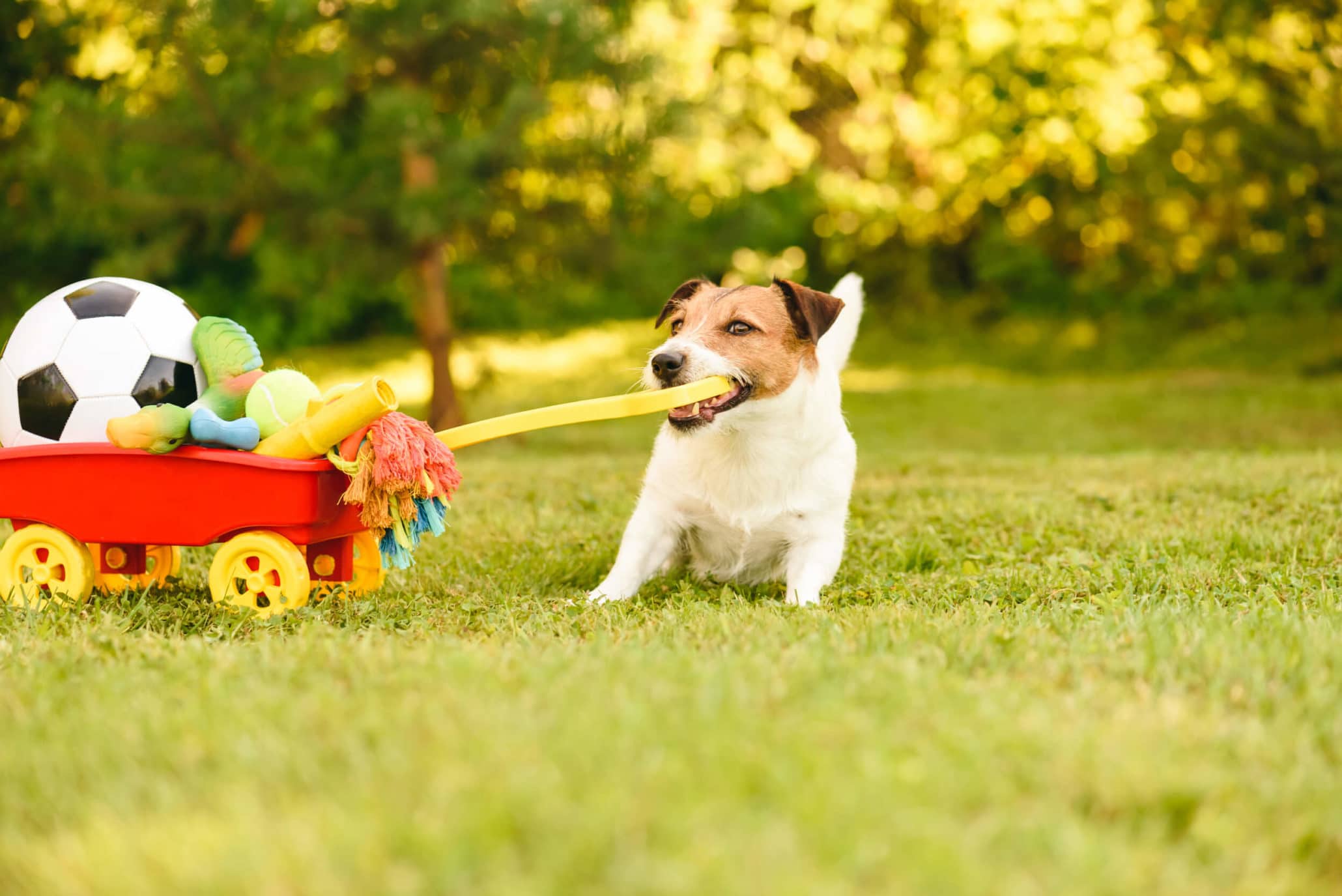 How to Keep Your Dog from Getting Bored