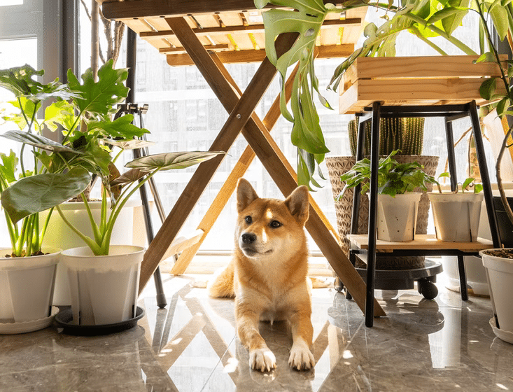 Patio Ideas for Dogs