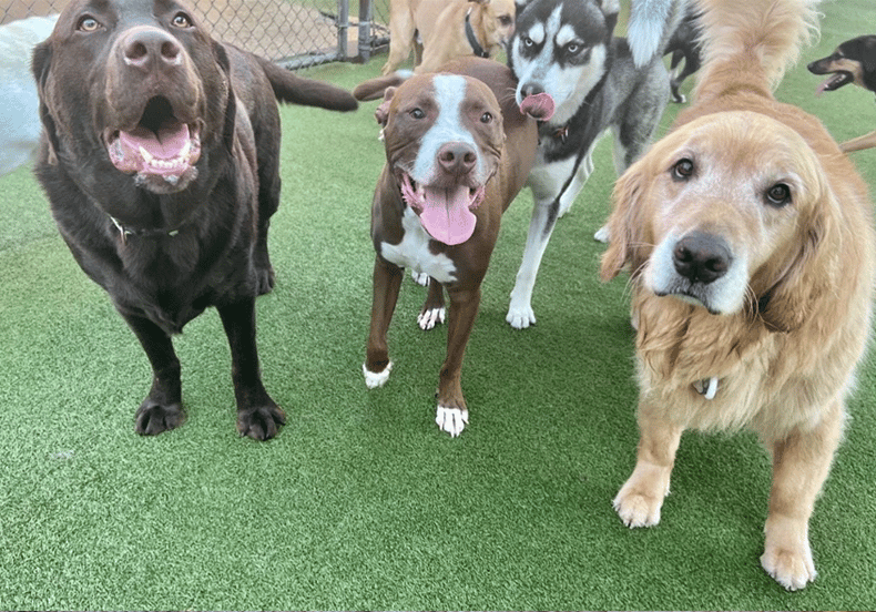 back to school doggie daycare in Chicago