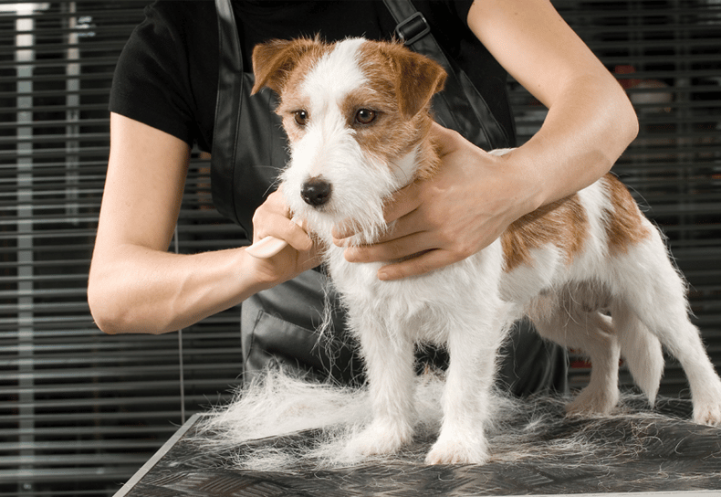 find a Chicago dog groomer – K9U Chicago