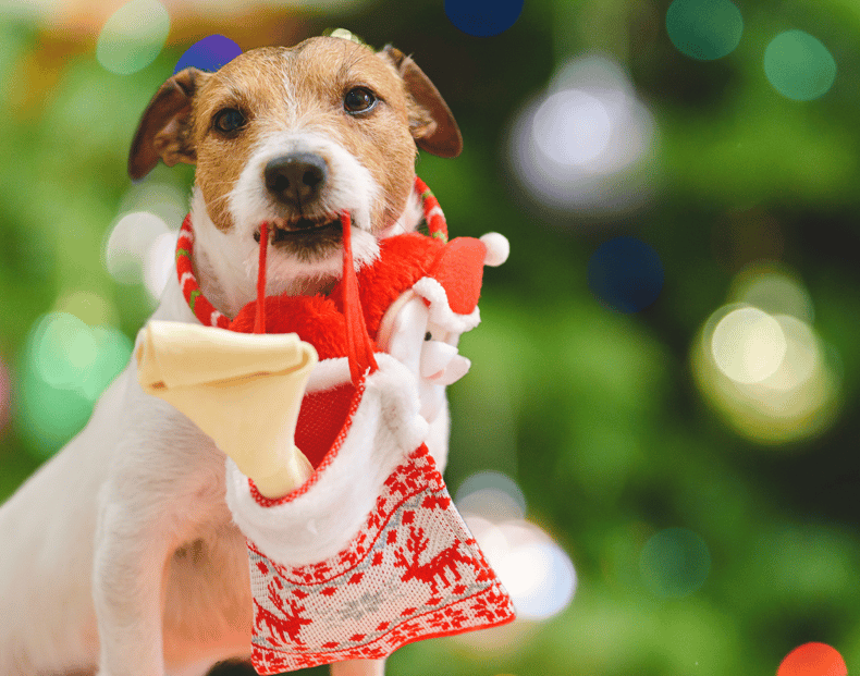 Spoil Your Dog During Holiday Season