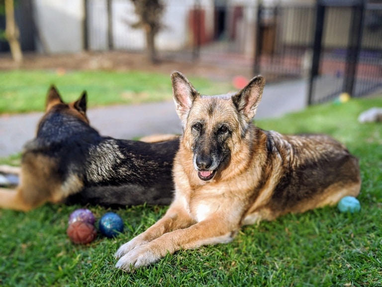 What Are the Five Types of German Shepherds? | K9U