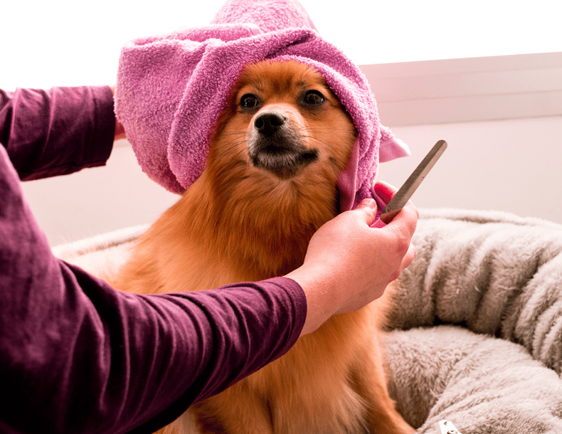 essential dog grooming habits to keep your pup happy and healthy