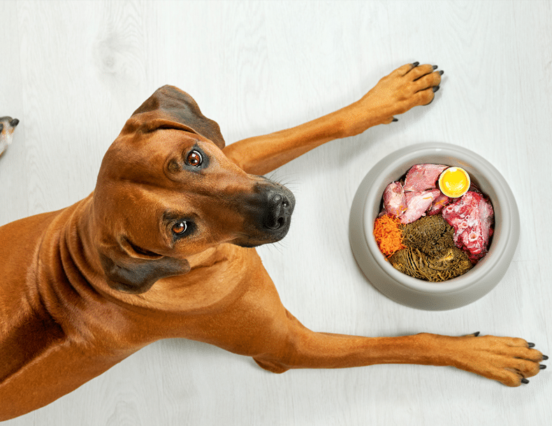 Age Appropriate Dog Weight and Nutrition